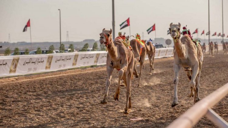 انطلاق موسم الهجن غداً بالسباقات التمهيدية