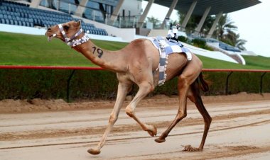 تألق «مذخورة» و«سند» في تمهيدي المرموم