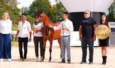 "مربط دبي" يتوج بالذهب في بطولة بيرغامو لجمال الخيل العربي
