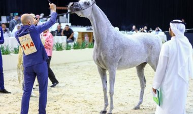 تتويج "آية المعود" كأجمل الأفراس في فعاليات "الإمارات الوطنية" للخيول العربية