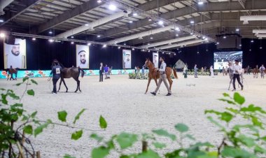 منافسات قوية بأشواط المهرات في البطولة الوطنية للمرابط الخاصة