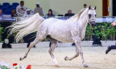 ذهبيان للخيول العمانية في النسخة الثالثة من بطولة العرب لمربي الخيل