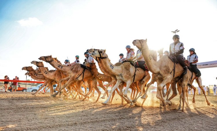 صدارة ألمانية صينية في «تمهيدي ماراثون» رحلة الهجن